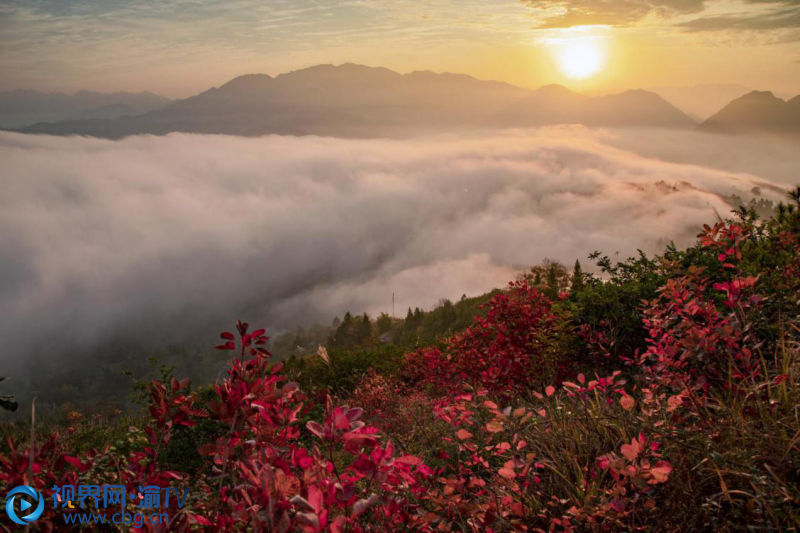 初冬时节,巫山县双龙镇安静村,红叶云海,美景醉人