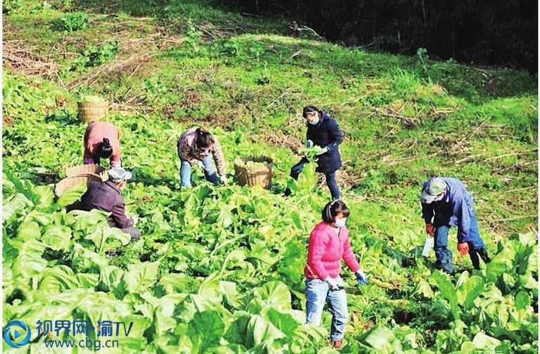 村委會發(fā)動黨員、公益性崗位人員幫忙收割青菜頭