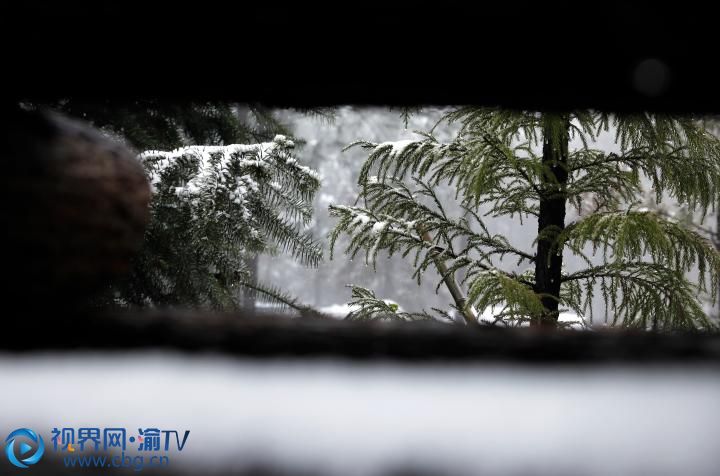 樹梢掛滿了積雪。