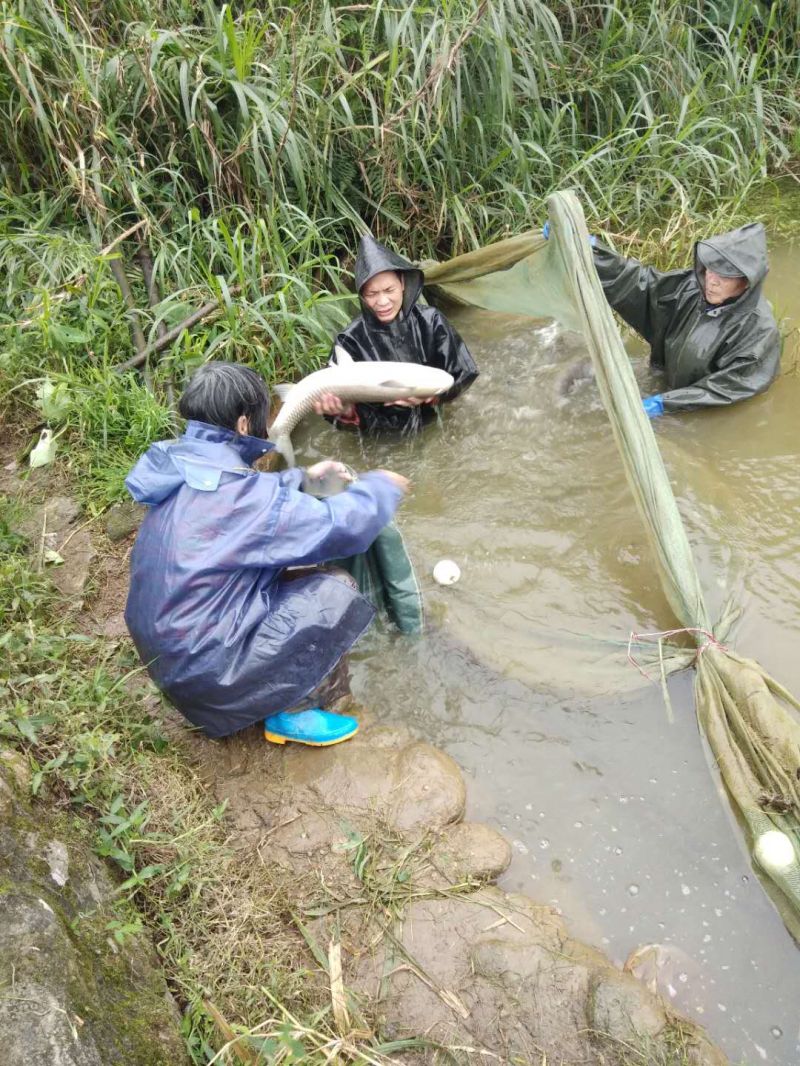 欽州市浦北縣垌口村村民捕魚現(xiàn)場