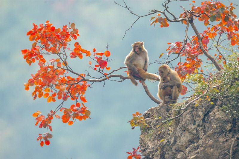 “三峡红叶、巫山脆李、小三峡猕猴是巫山的三大生态宝贝。”图为三峡红叶和小三峡猕猴。陈光国 摄
