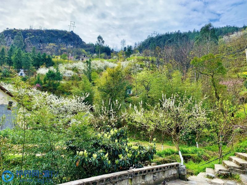 寧廠鎮(zhèn)寶山村桃園 鐘祥保 攝