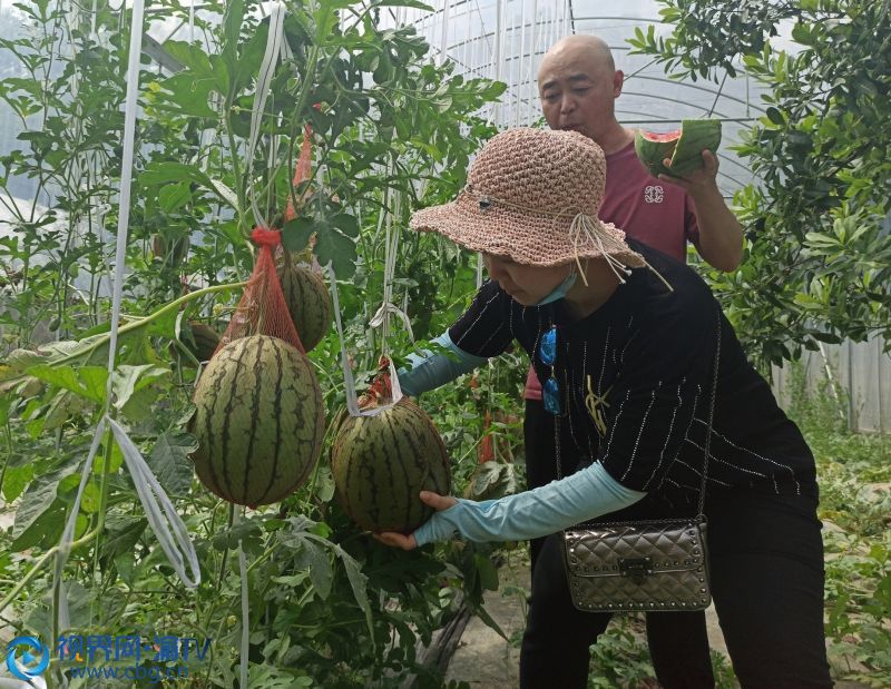 市民采摘成熟的西瓜。（摄影：田济申）