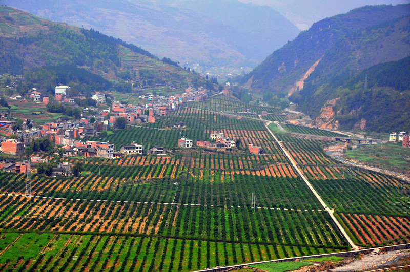 三峡柑橘基地