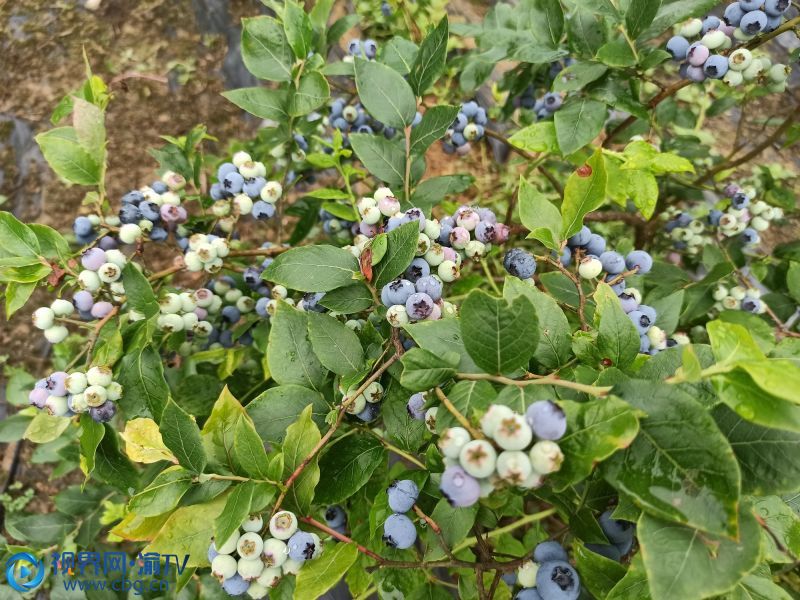 蓝莓缀满枝头。（摄影：田济申）