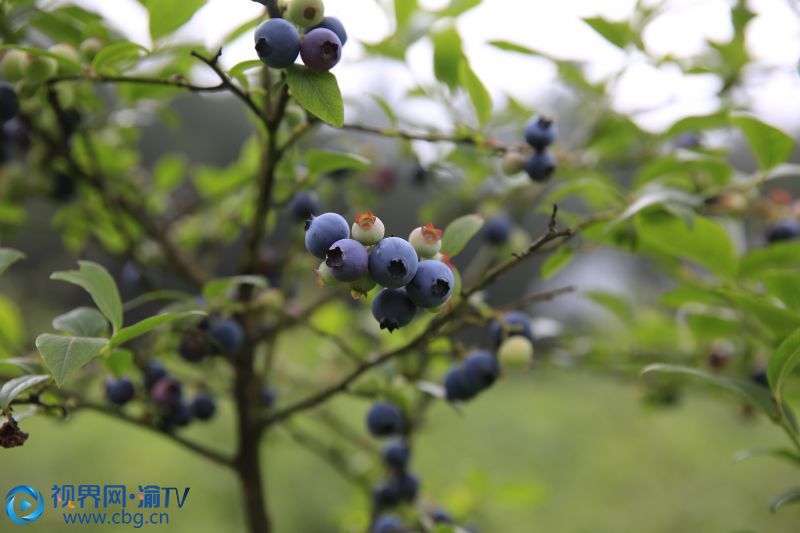 北碚区金刀峡镇高山蓝莓成熟，紫色的果实缀满枝头。（摄影：邓公平）