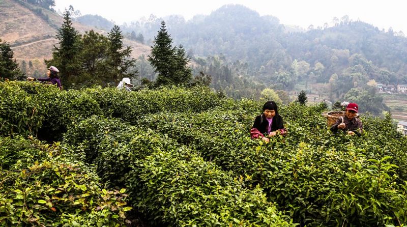 工人在茶园采摘茶叶。