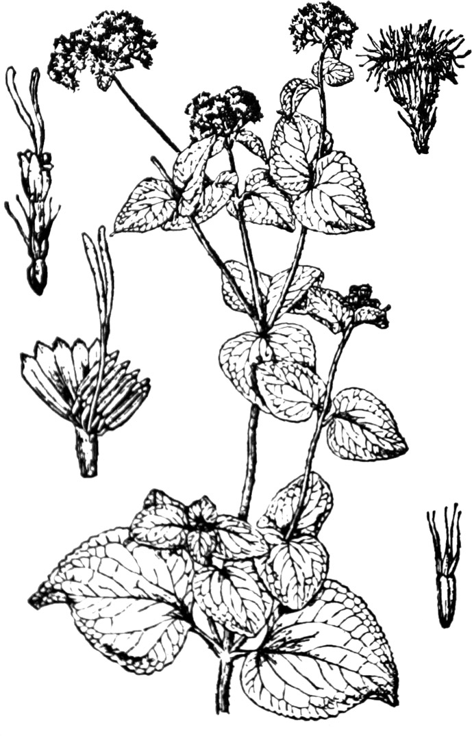 《缙云山药用植物》 | (三) 被子植物门(a.双子叶纲 菊科 1)