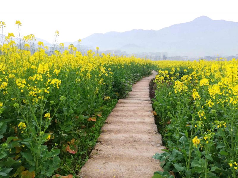 重慶奉節春至花開豔陽天