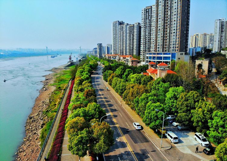 重庆巴南香樟树吐新绿巴滨路沿线一片生机盎然