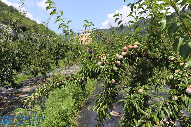 城口这个地方的李子熟了,等你采摘!