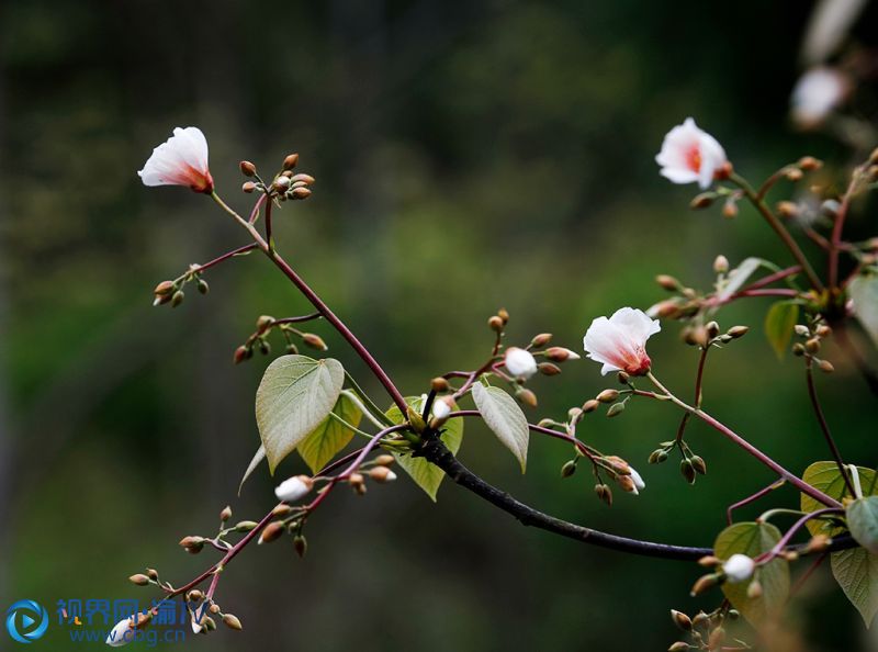忠州大地桐子花开春更浓