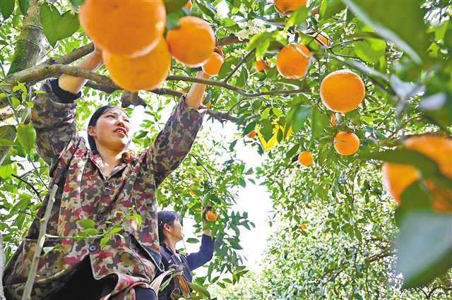    四月九日，三沱村村民在果园里采收脐橙。