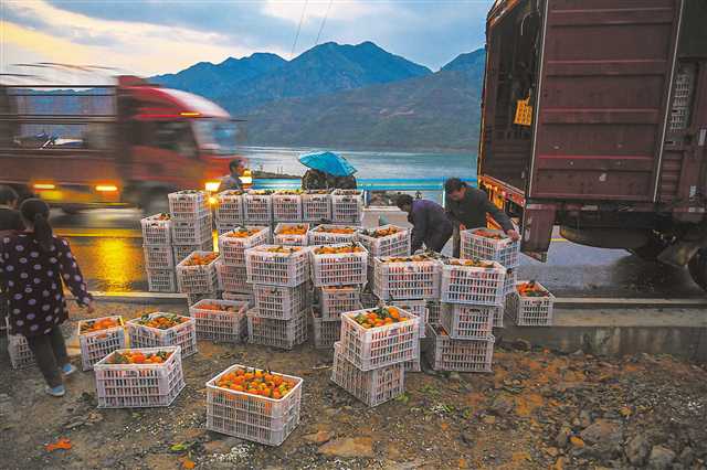     四月九日，奉节县安坪镇三沱村，来自河南的水果商正在将采购的脐橙装车发运。