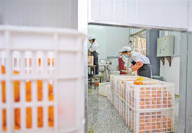  四月十日，三沱村脐橙果酒加工厂忙碌的景象。