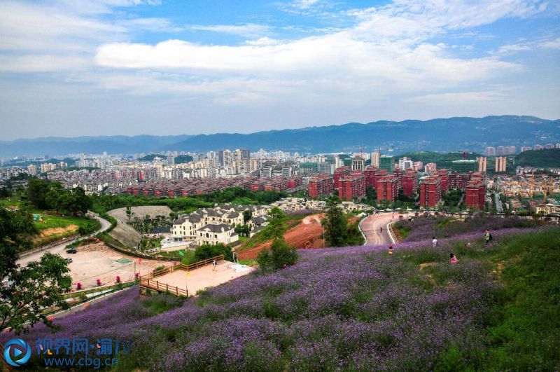 北碚自然世界公园约200亩柳叶马鞭草进入盛花期,远远望去,犹如紫色的