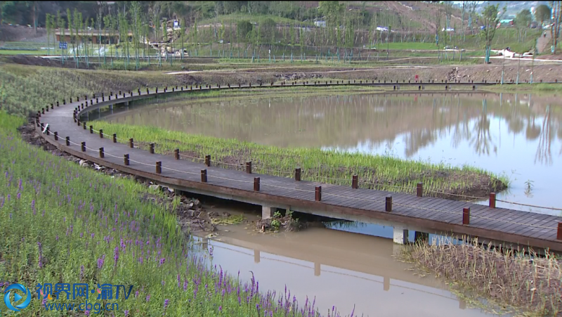 白岩寨公园建成百亩花海美景初现