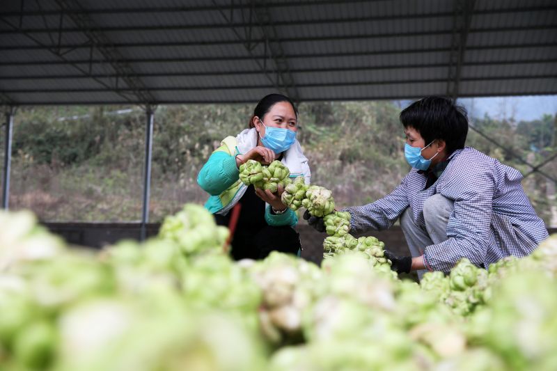 3月11日，在重庆市黔江区金溪镇青菜头初级加工厂，龚明翠（左）指导员工分拣青菜头。