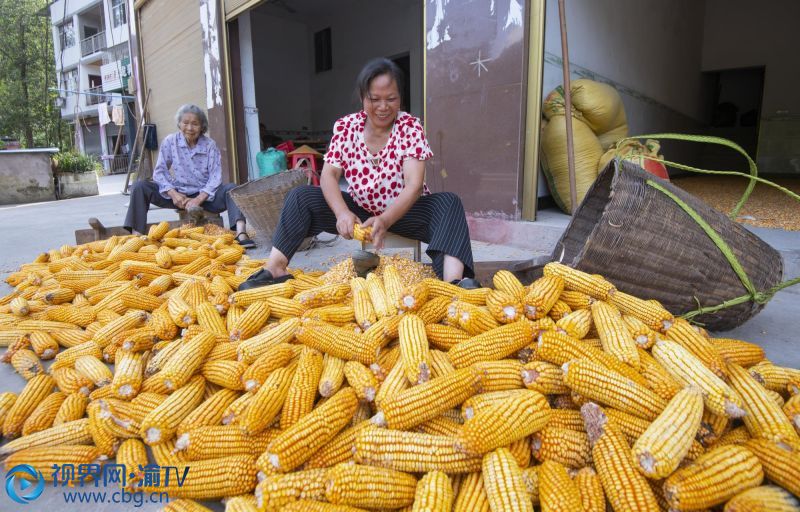 玉米丰收，龙驹镇的村民正在晾晒玉米。摄影：冉孟军