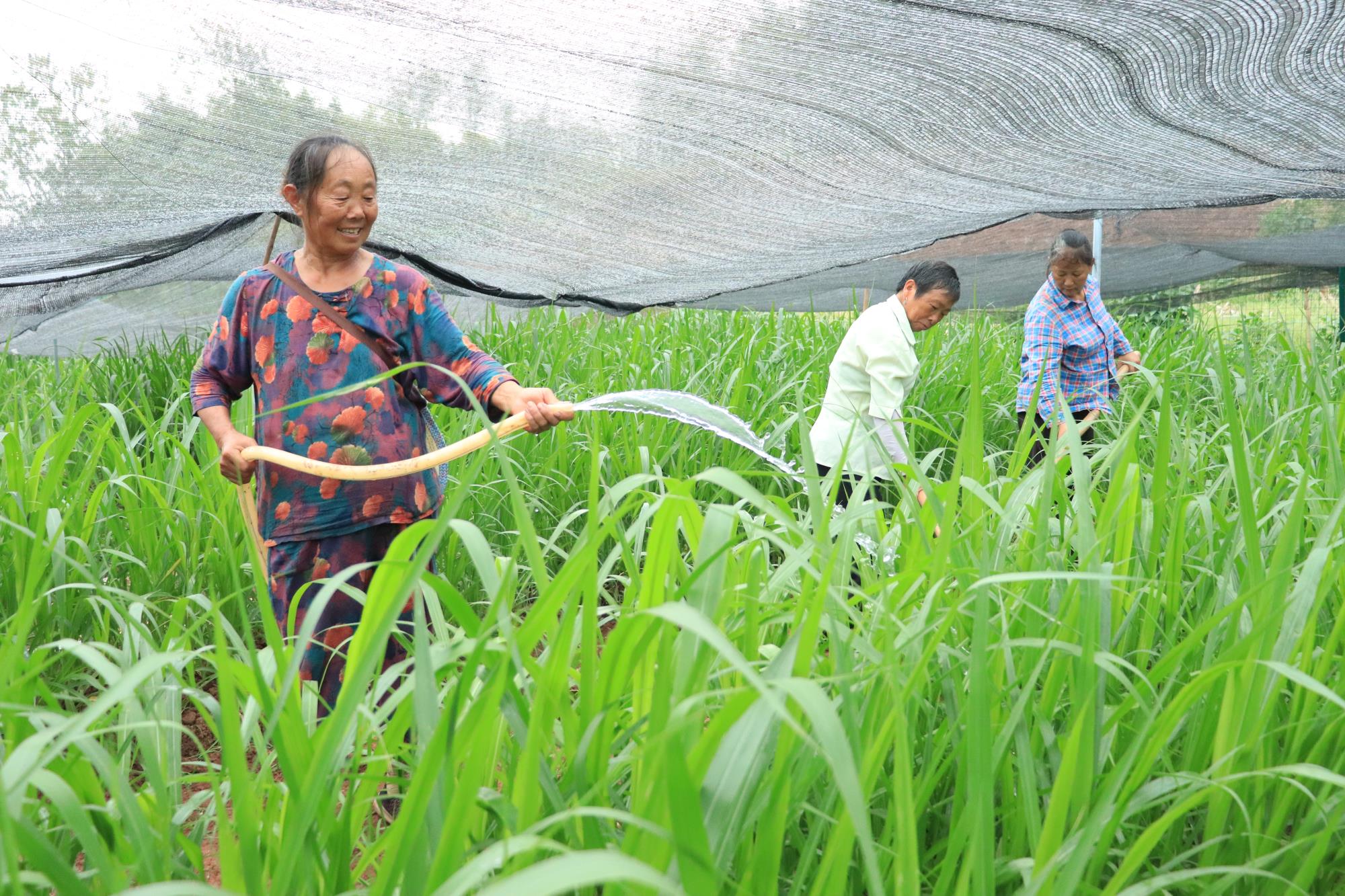 昌州街道110余亩金牧粮草长势喜人