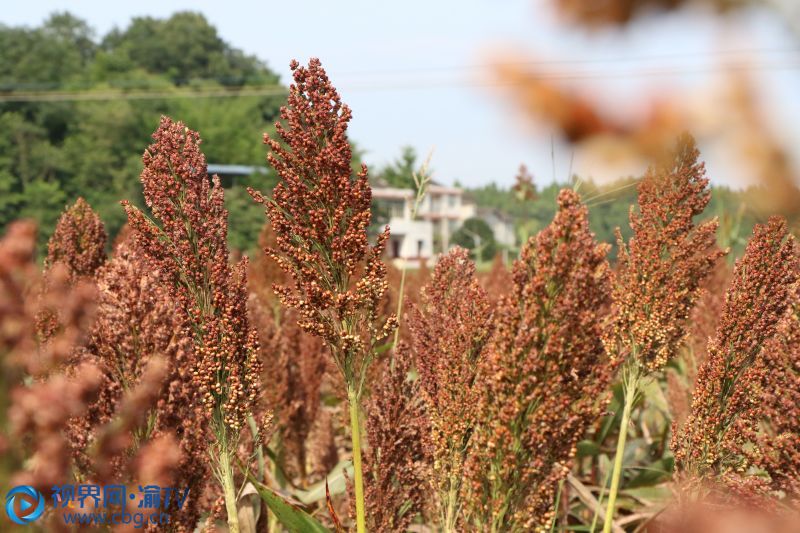 气温陡增,潼南区新胜镇的兴三星股份合作社的基地里种植的金糯粱1号