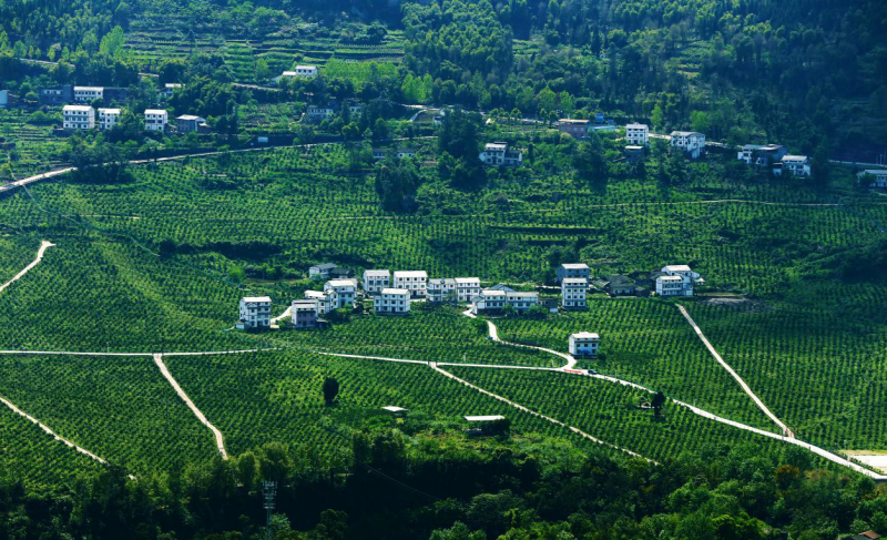 甘宁镇标准化玫瑰香橙产业基地(万州区委宣传部供图)