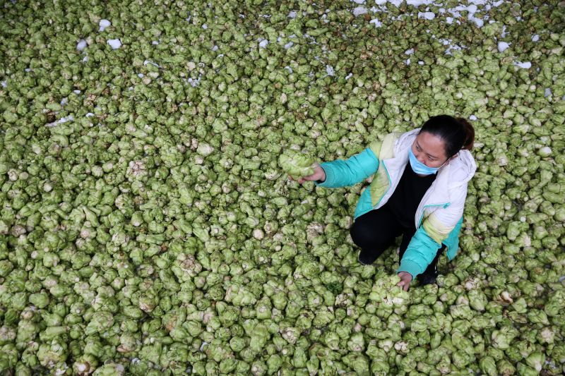3月11日，在重庆市黔江区金溪镇青菜头初级加工厂，龚明翠在检查入窖腌制的青菜头。