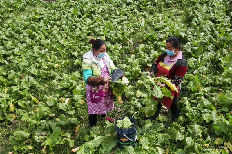 3月11日，在重庆市黔江区金溪镇长春村青菜头种植基地，龚明翠（左）向村民了解青菜头的增收情况。