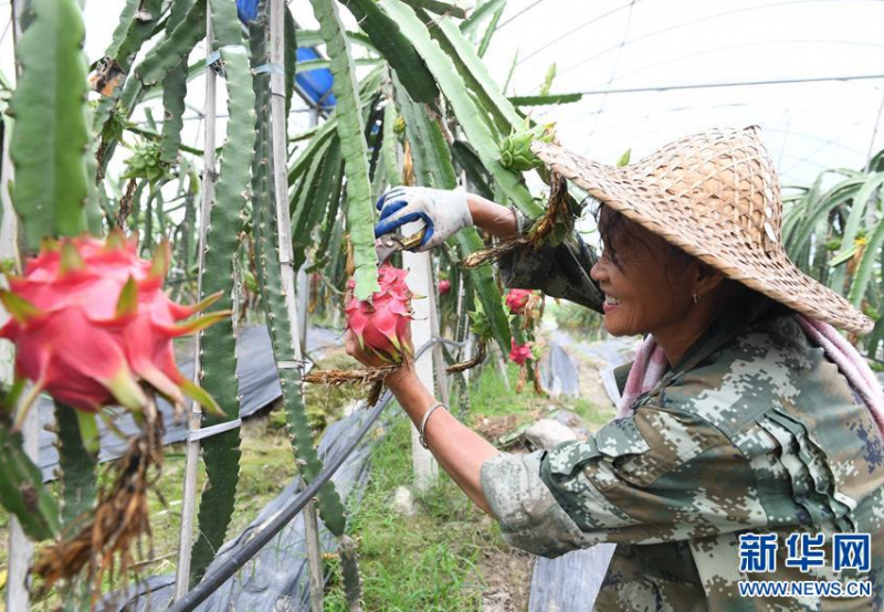 6月23日，农户在政和县铁山镇一家农场采摘火龙果。 近年来，福建省政和县努力打造“一村一品”农业工程，加快发展乡村特色产业，巩固脱贫成果，助力乡村振兴。 新华社记者 林善传 摄