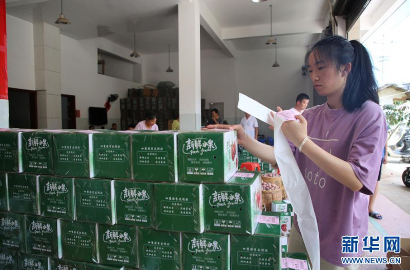 　8月1日，在龙岩市连城县务各村配送中心，工作人员核对快递单准备发货。 连日来，福建省龙岩市连城县种植的芙蓉李迎来收获季，果农们采摘、装运、销售芙蓉李，一派忙碌景象。近年来，当地因地制宜大力发展山地水果种植业，种植的芙蓉李成为农民增收的重要来源。 新华社发（周杨东 摄）