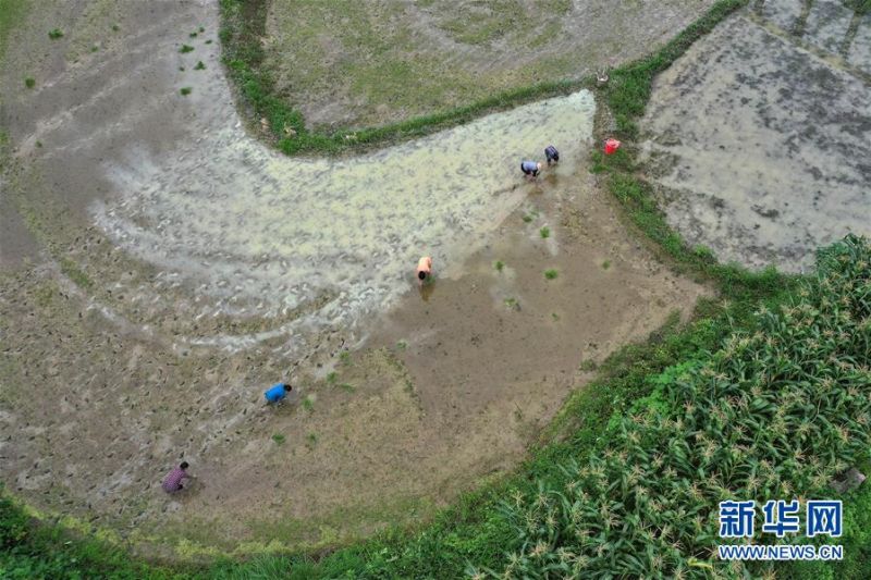 7月14日，在湖南省湘西土家族苗族自治州龙山县苗儿滩镇六合村，农民在田间抢插水稻（无人机照片）。 6月下旬以来，湖南省部分地区持续出现强降水，农作物不同程度受灾，当地农民积极进行生产自救，抢插水稻，降低灾害损失。 新华社发（曾祥辉 摄）