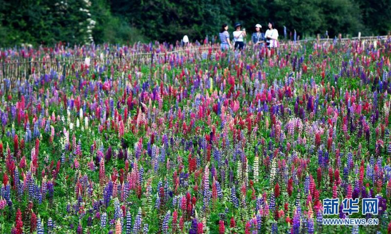 游客在陕西太白县咀头镇七里川村的鲁冰花产业园内观光游览（7月4日摄）。 近日，陕西省宝鸡市太白县咀头镇七里川村鲁冰花产业园内的鲁冰花、金鸡菊、蓝香芥等花卉竞相绽放，吸引大批游客前来参观。 新华社记者 刘潇 摄4