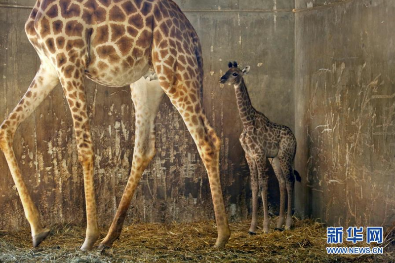 7月1日，耶路撒冷动物园一只两周大的长颈鹿宝宝和妈妈在一起。 新华社发（吉尔·科恩·马根 摄）