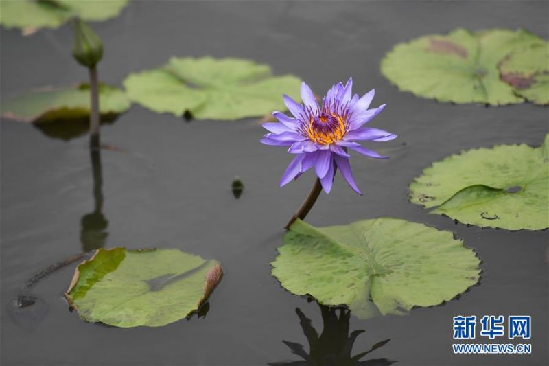 8月4日在艺溯家生态农场拍摄的香水莲花。 近年来，位于浙江湖州吴兴区八里店镇移沿山村的艺溯家生态农场，在约45亩的传统水产养殖池塘上规模化种植香水莲花，既净化水质，又提高了经济效益。农场还设计出种植、采摘和加工香水莲花的工艺流程，以面向更多农户推广。 新华社记者 黄宗治 摄