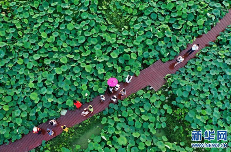 6月28日，游客在广西柳州市柳江区百朋镇万亩荷塘里观赏荷花（无人机照片）。新华社发（黎寒池 摄）