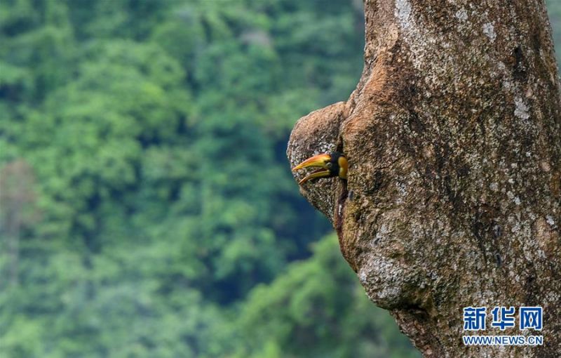 双角犀鸟雏鸟从巢穴中探出头来（7月6日摄）。新华社发（朱边勇 摄）