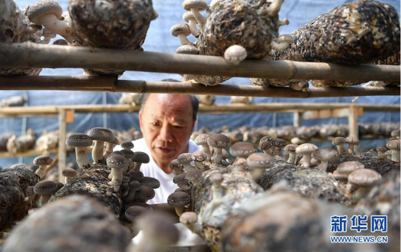 在陕西省留坝县火烧店镇天星亮村食用菌种植基地，种植户在查看香菇生长情况（7月2日摄）。新华社记者 刘潇摄