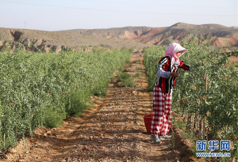 采摘工在宁夏中宁县玺赞生态枸杞庄园采摘枸杞（6月30日摄）。新华社记者 贾浩成 摄