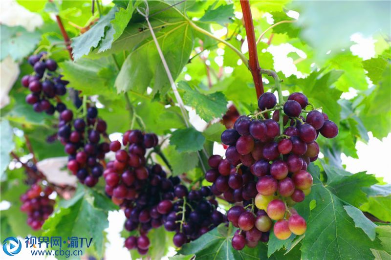 园区共种植有8个品种的葡萄。