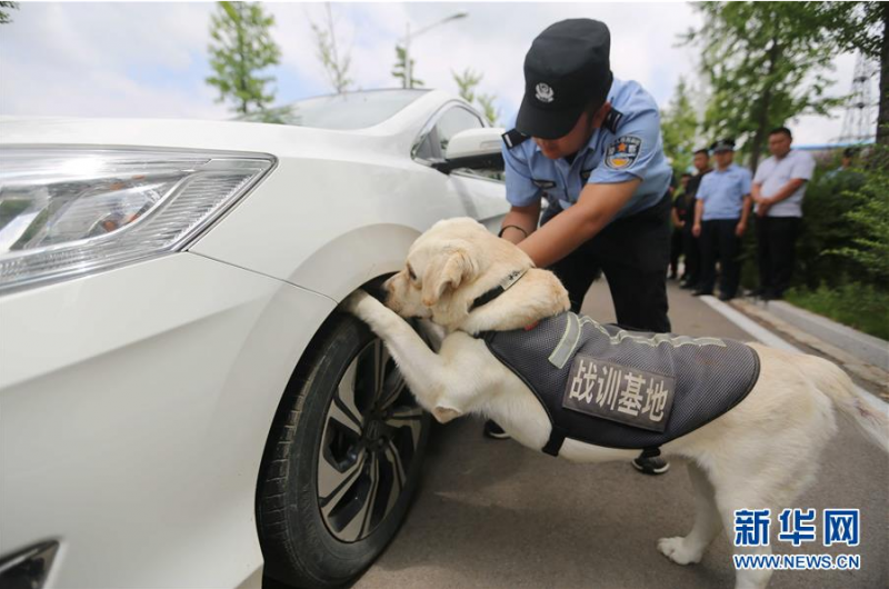 6月24日，在山东省沂南县公安局举办的“缉毒犬开放日”活动上，一只缉毒犬进行车体藏毒查缉表演。 当日，为迎接6月26日国际禁毒日，山东省临沂市沂南县公安局举办“缉毒犬开放日”活动，邀请市民近距离观看缉毒犬毒品查缉表演，了解禁毒知识。 新华社发（王彦冰 摄）