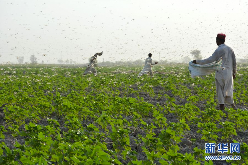 7月1日，农民在巴基斯坦南部城市苏库尔郊外的农田里驱赶蝗虫。 目前，从东非到南亚的多个国家正在遭受二十多年来最严重的蝗灾。 新华社发