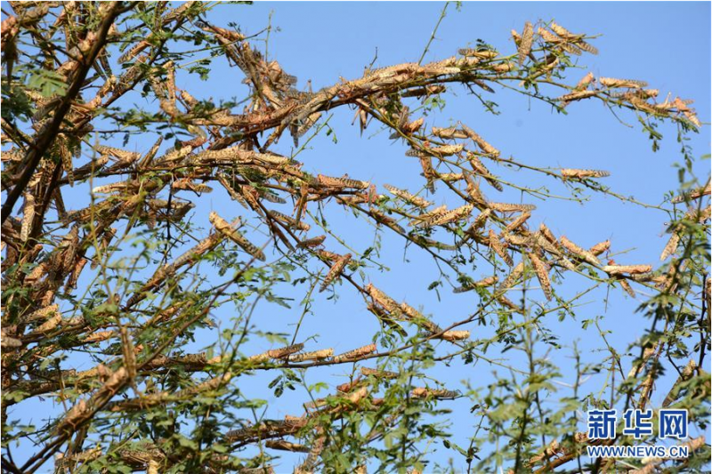 7月1日，在巴基斯坦南部城市苏库尔的郊外，成群的蝗虫趴在树枝上。 目前，从东非到南亚的多个国家正在遭受二十多年来最严重的蝗灾。 新华社发