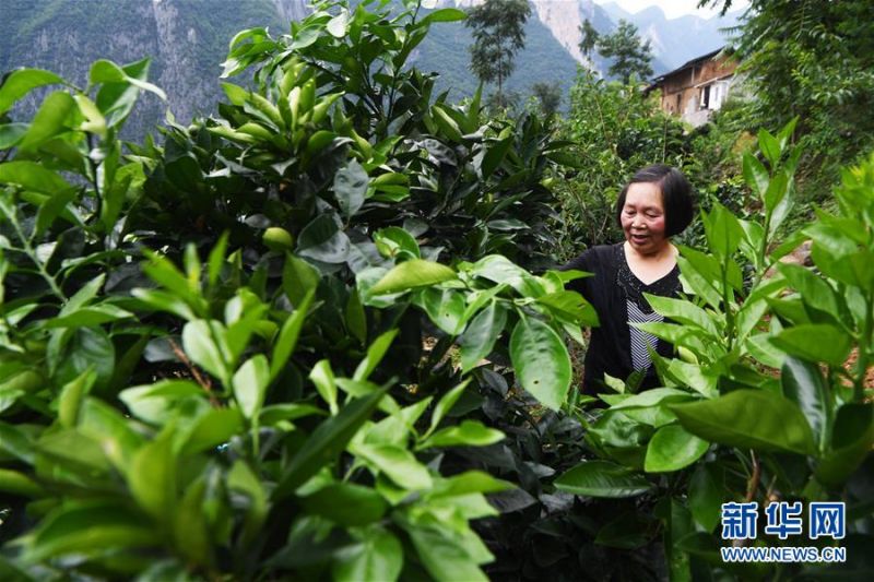 7月3日，63岁的下庄村村民刘崇英在查看柑橘的生长情况。 新华社记者 王全超 摄