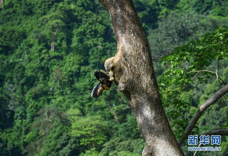 双角犀鸟雏鸟从巢穴中飞出来（7月6日摄）。新华社发（朱边勇 摄）