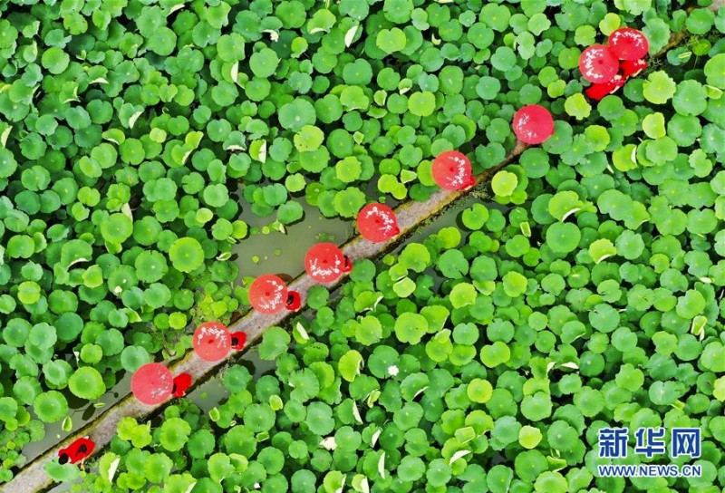 7月3日，游客在曲周县胜丰莲藕种植专业合作社荷塘景区游览（无人机照片）。 时值夏日，河北省曲周县胜丰莲藕种植专业合作社荷塘景区的荷花竞相绽放，吸引众多游人前来观光游览。 新华社记者 王晓 摄