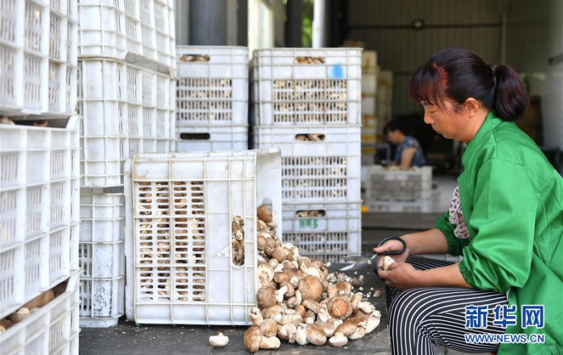 陕西省留坝县武官驿镇留香益品商贸公司的员工在分拣香菇（7月2日摄）。该公司平均每天销售香菇3万多斤，产品主要销往拉萨、三亚等地。新华社记者 刘潇摄