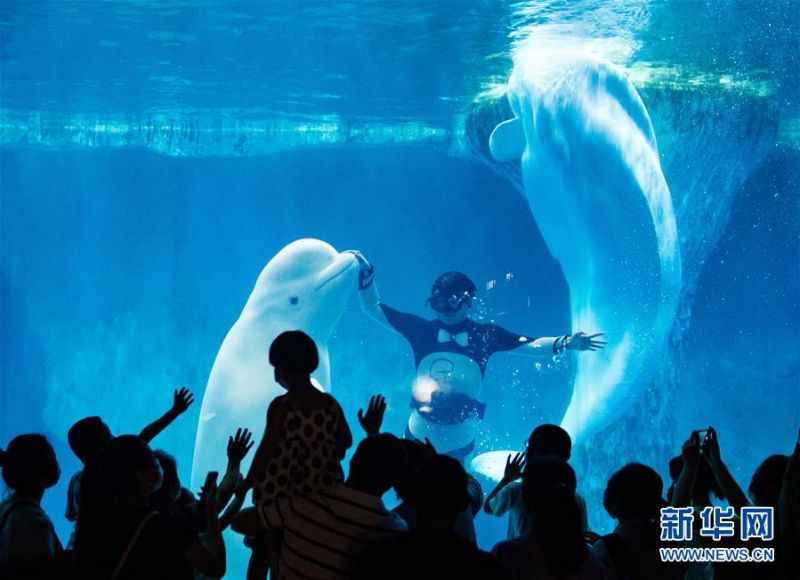 　　6月25日，市民在武汉海昌极地海洋公园参观游玩。 当日是端午节，人们外出游玩，乐享假期。 新华社记者 肖艺九 摄