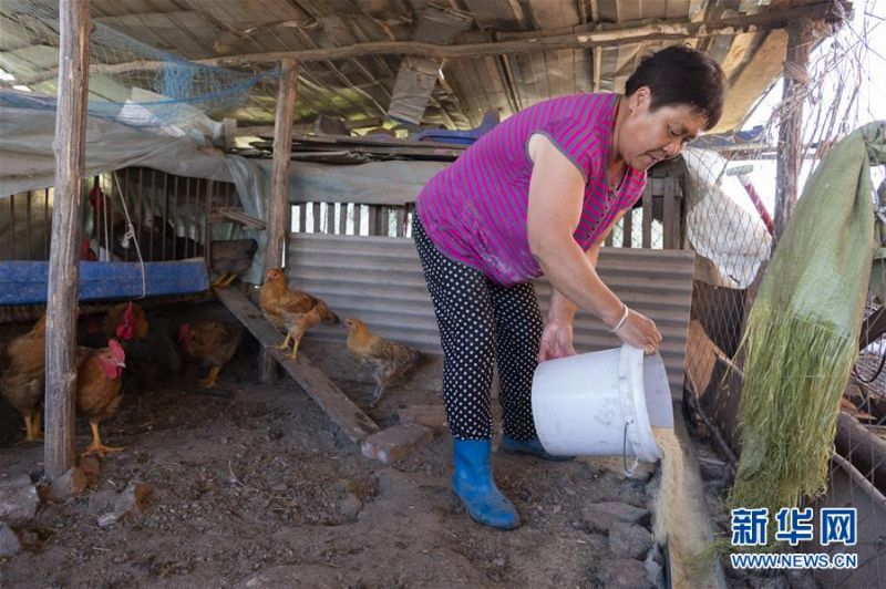 7月10日，在黑龙江省抚远市浓桥镇东方红村的自家庭院里，康艳丽在喂鸡。新华社记者 谢剑飞 摄