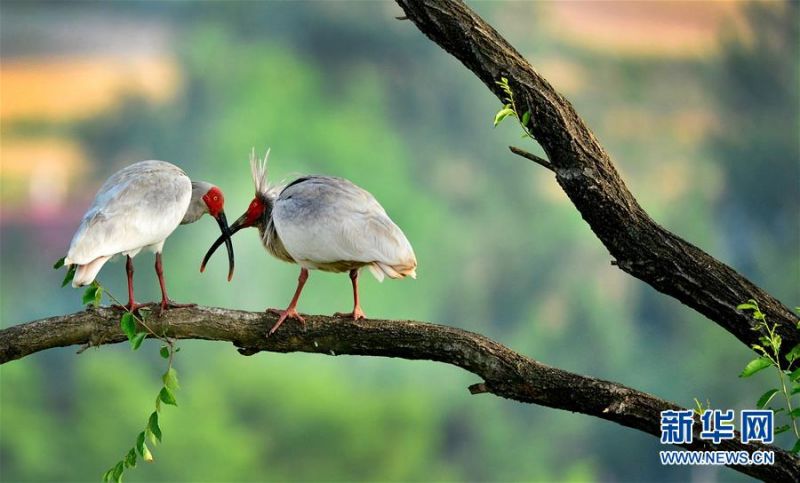 　　在陕西省洋县溢水镇老庄村拍摄的朱鹮（5月26日摄）。 记者22日从陕西省林业局了解到，据不完全统计，曾几近灭绝的朱鹮，其全球种群数量已超过5000只，其中中国境内4400只，栖息地呈现出以秦岭为中心向东亚历史分布地扩展的趋势。 新华社发（王平 摄）