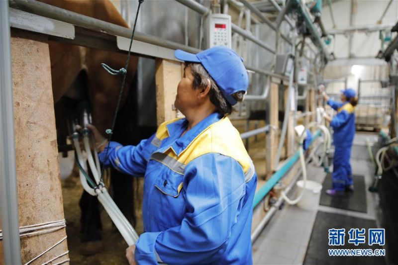 　　6月11日，哈萨克斯坦卡拉干达州一家乳品厂的工作人员收集马奶。新华社发（奥斯潘诺夫摄）